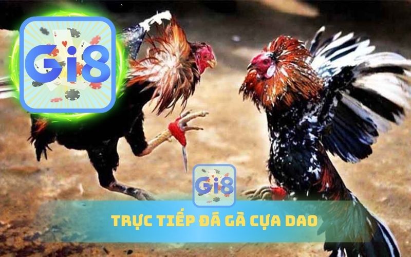 TRỰC TIẾP ĐÁ GÀ CỰA DAO TRÊN GI88