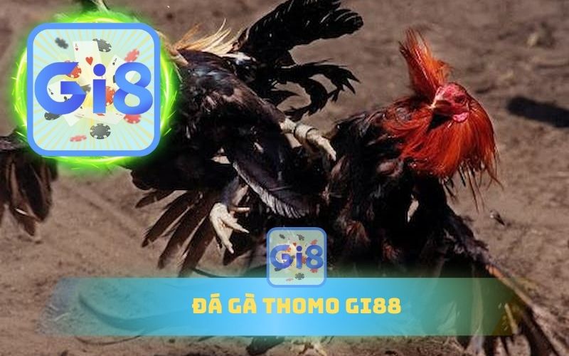 ĐÁ GÀ THOMO TẠI GI88